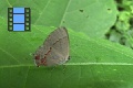 Scene 30_Hairstreak on Leaf